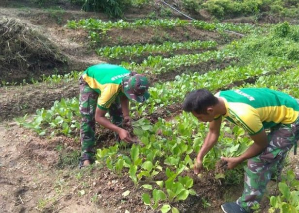 Satgas Yonarmed 9 Kostrad Kelolah Lahan Tidur di Kepulauan Sula Jadi Perkebunan Sayur
